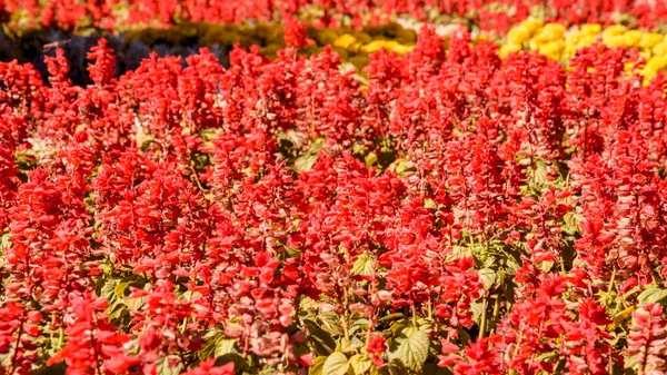 Große Schöne Blühende Rote Sträucher — Stockfoto