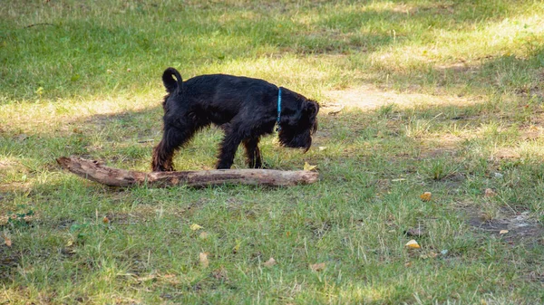 Hermosos Perros Domésticos Pasean Gran Parque Verde Verano —  Fotos de Stock