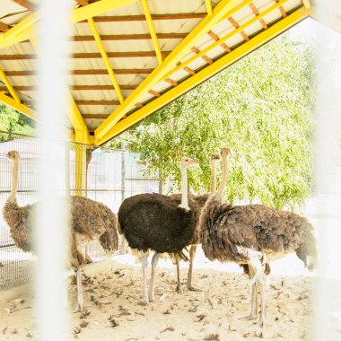 Büyük Afrika devekuşu kuş çiftliğinde yürüyor.