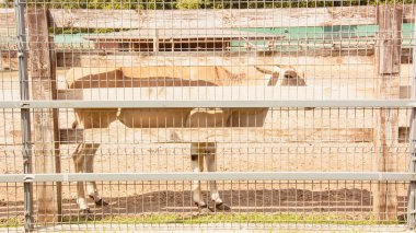 Çitlerle çevrili bir çiftlikte dağdan düşen geyik.