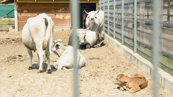 Mountain Fallow Deer Een Omheinde Boerderij — Stockfoto