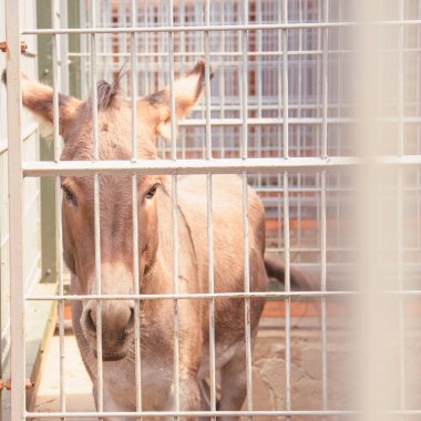 Güzel, büyük bir eşek kafeste oturur, güzel bir eşek de hayvanat bahçesinde.