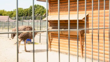 Büyük Afrika devekuşu kuş çiftliğinde yürüyor.
