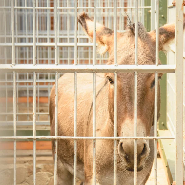 Krásný Velký Osel Sedí Kleci Krásný Osel Sedí Zoo — Stock fotografie