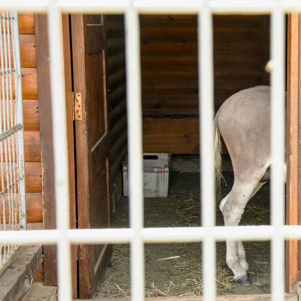 Krásný Velký Osel Sedí Kleci Krásný Osel Sedí Zoo — Stock fotografie