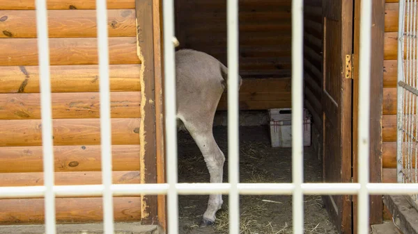 Krásný Velký Osel Sedí Kleci Krásný Osel Sedí Zoo — Stock fotografie