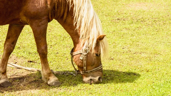 Großes Braunes Pferd Weidet Auf Dem Rasen — Stockfoto