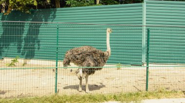 Büyük Afrika devekuşu kuş çiftliğinde yürüyor.