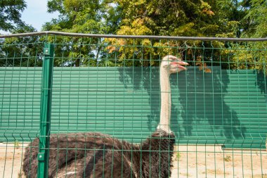 Büyük Afrika devekuşu kuş çiftliğinde yürüyor.