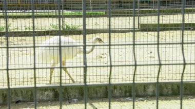 Büyük Afrika devekuşu kuş çiftliğinde yürüyor.