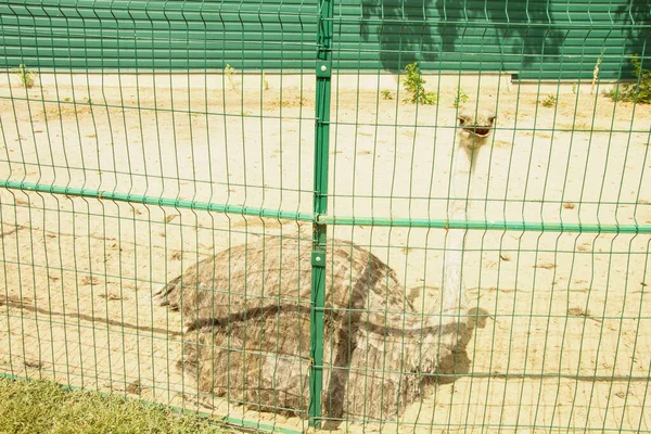 Grande Avestruz Africano Caminha Uma Fazenda Pássaros — Fotografia de Stock