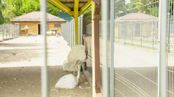 Büyük Afrika devekuşu kuş çiftliğinde yürüyor.