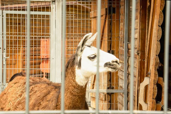 Ein Schönes Lama Ist Heimatzoo — Stockfoto