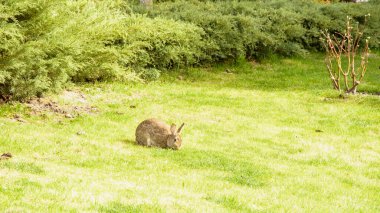 Güzel, büyük, gri tavşan çimenlerde otluyor.