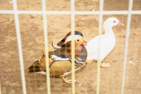 檻の中には二羽の鳥と一羽の白いガチョウが座っている — ストック写真