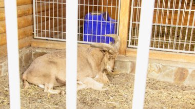 Güzel, büyük bir dağ keçisi kafeste oturuyor.