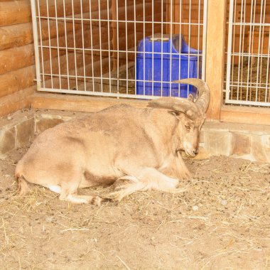 Güzel, büyük bir dağ keçisi kafeste oturuyor.