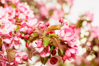 Güzel manolya çiçekleri yakın