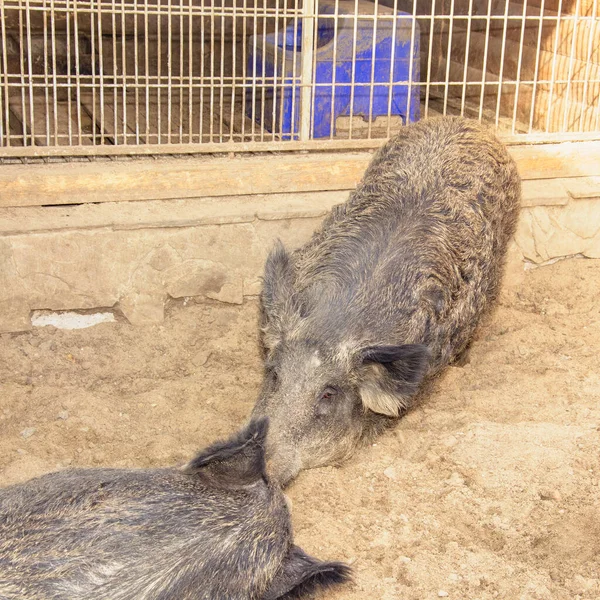 Großes Graues Wildschwein Liegt Zoo Sand — Stockfoto