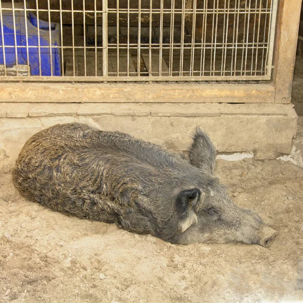 Büyük gri domuz hayvanat bahçesindeki kumda yatıyor.
