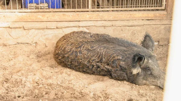 Großes Graues Wildschwein Liegt Zoo Sand — Stockfoto