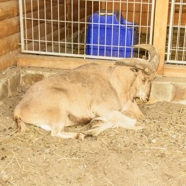 Güzel, büyük bir dağ keçisi kafeste oturuyor.