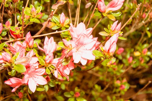 Красиві Квіти Магнолії Крупним Планом — стокове фото