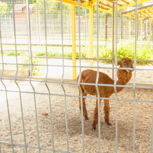 Liten Vacker Baby Lama Sitter Bur — Stockfoto