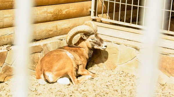 Όμορφη Κατσίκα Του Βουνού Βόλτες Στο Ζωολογικό Κήπο — Φωτογραφία Αρχείου