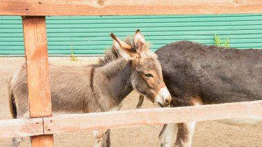 Vahşi eşekler parkta yürüyor.