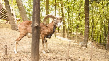 Güzel dağ keçisi hayvanat bahçesinde yürüyor
