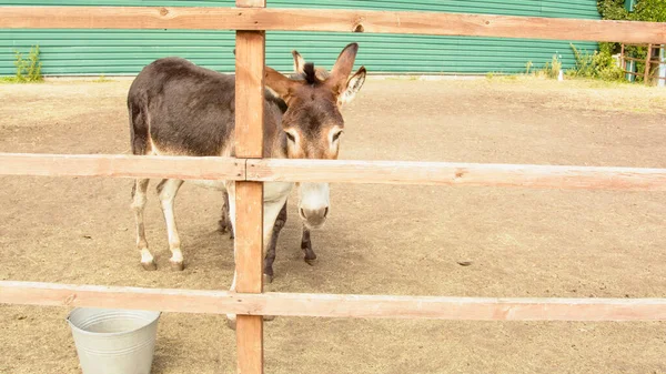 Burros Salvajes Caminando Parque — Foto de Stock