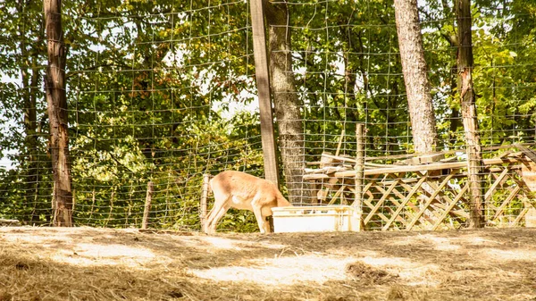 Vackra Stora Skogsrådjur Sitter Bur — Stockfoto