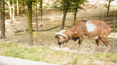 Güzel dağ keçisi hayvanat bahçesinde yürüyor