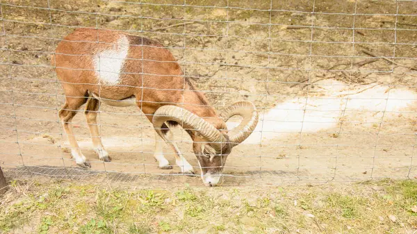 Krásná Horská Koza Procházky Zoo — Stock fotografie