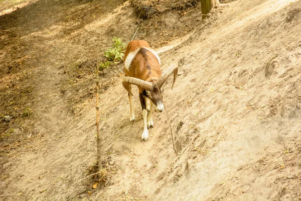 Belle Passeggiate Capra Allo Zoo — Foto Stock