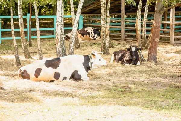 Manada Hermosas Vacas Pastando Césped Granja —  Fotos de Stock