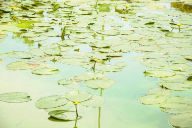 Güzel yeşil zambaklar göletin ortasında