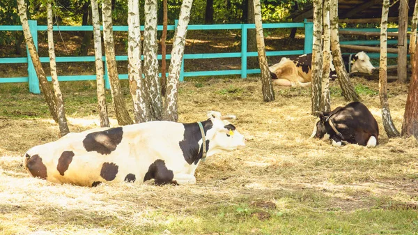 Manada Hermosas Vacas Pastando Césped Granja —  Fotos de Stock