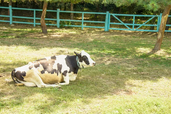 Troupeau Belles Vaches Broutant Sur Pelouse Ferme — Photo