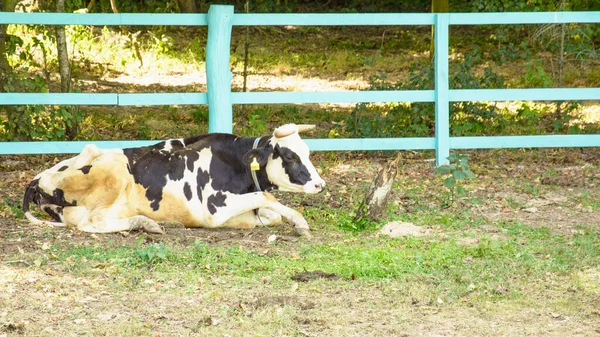 Troupeau Belles Vaches Broutant Sur Pelouse Ferme — Photo