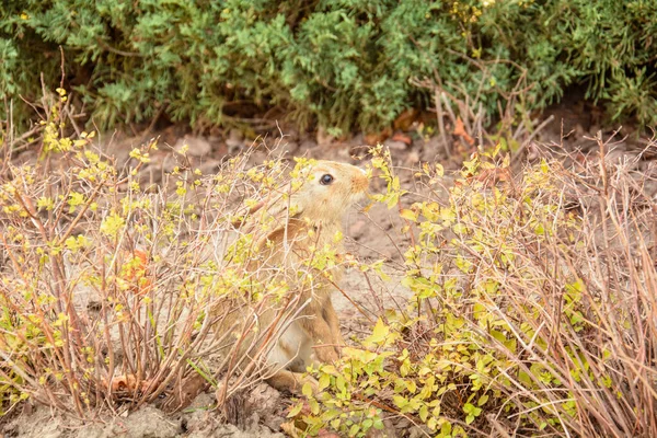 Bella Coniglietta Mangiare Erba Verde Sul Prato — Foto Stock