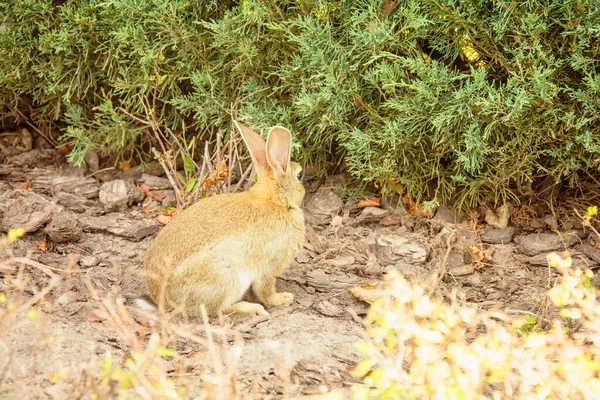 Hermoso Conejito Comiendo Hierba Verde Césped —  Fotos de Stock