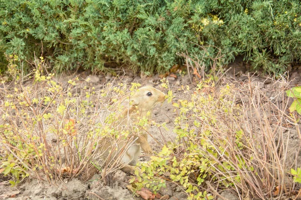 Красивый Маленький Кролик Ест Зеленую Траву Газоне — стоковое фото