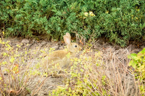 Schönes Kleines Kaninchen Frisst Grünes Gras Auf Dem Rasen — Stockfoto