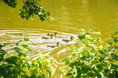 Güzel vahşi ördekler büyük bir gölette yüzerler.