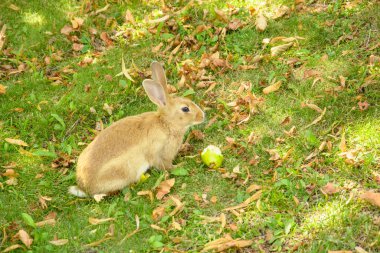 Güzel küçük tavşan çimlerin üzerinde yeşil otları yiyor.