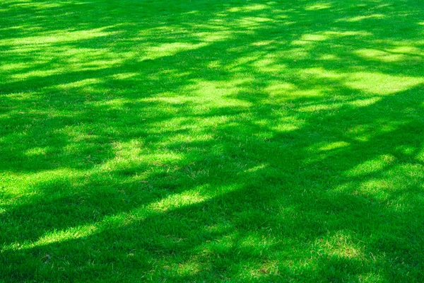 Arkaplan yeşili, yeşil çimen, çimen, park, rahatla, dinlen, tatil, doğa, çim afişi, rahatla, park, orman, bitkiler, biçilmiş çim