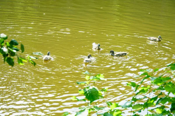 Hermosos Patos Salvajes Nadan Gran Estanque — Foto de Stock