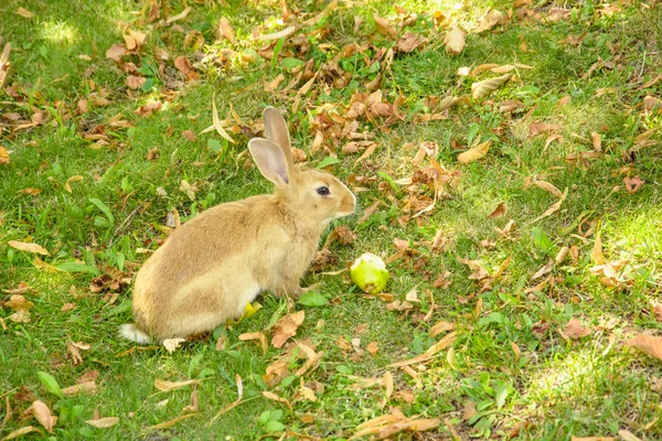 Güzel küçük tavşan çimlerin üzerinde yeşil otları yiyor.